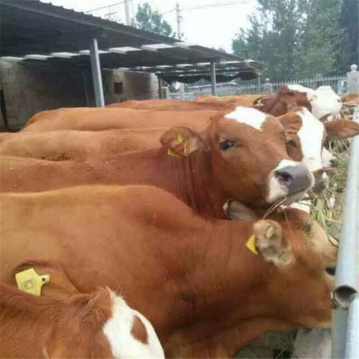 小母牛養殖