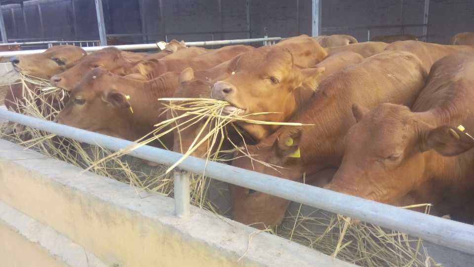   育肥肉牛，牛犢，牛苗該如何飼養呢？