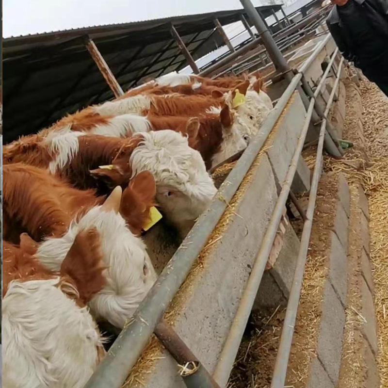 養肉牛利潤怎么樣？